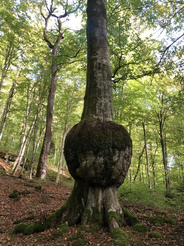 Iorga CEZARA Iorga CEZARA