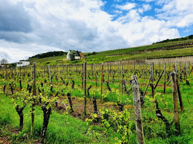 Tracy MACRI Tracy MACRI