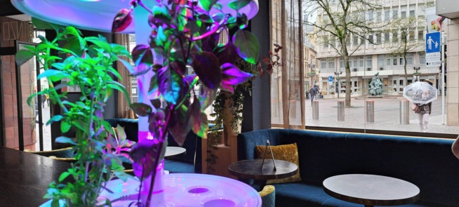 SHINZO BAR SHINZO BAR