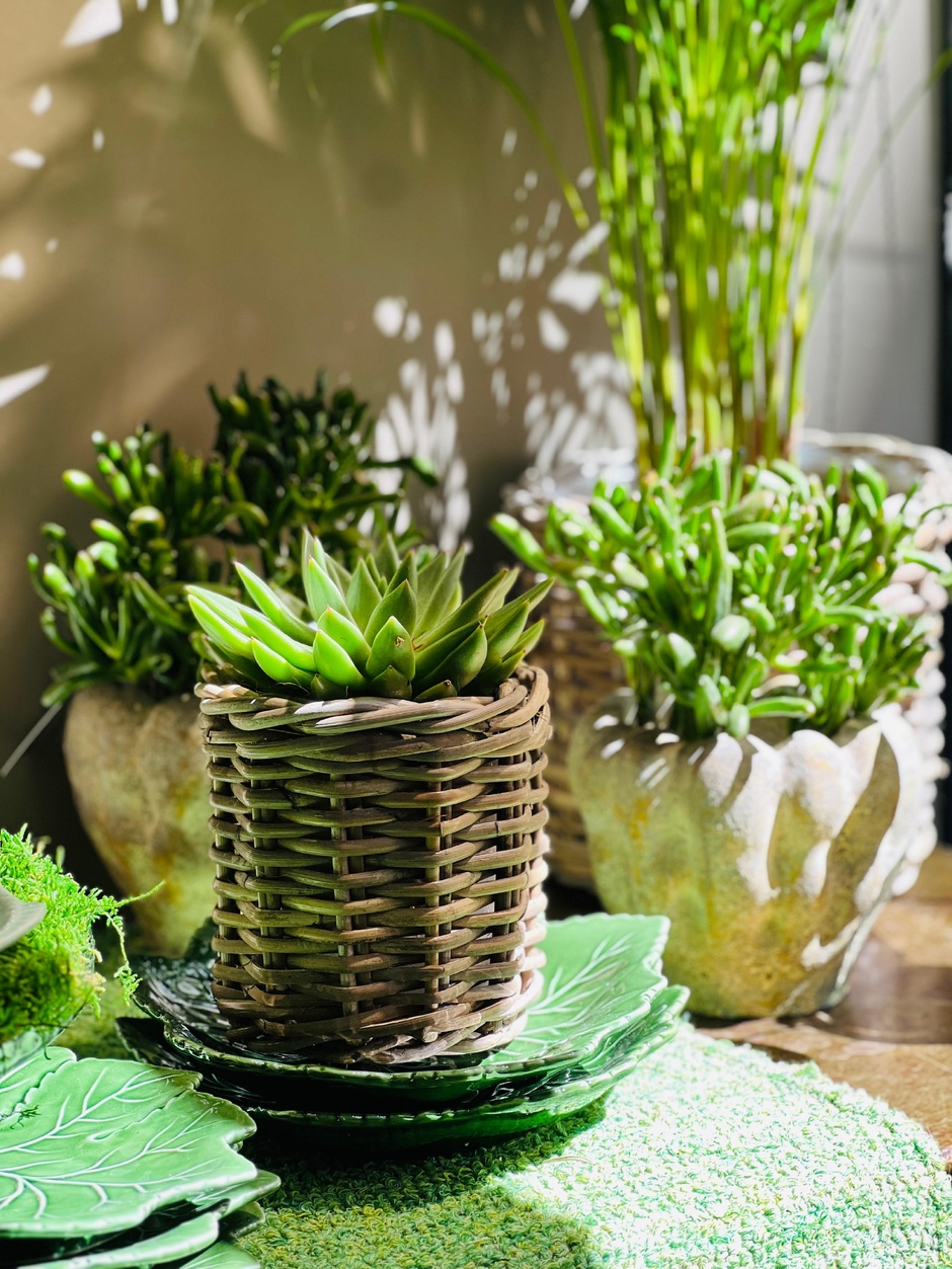 Hortos Fleurs Hortos Fleurs