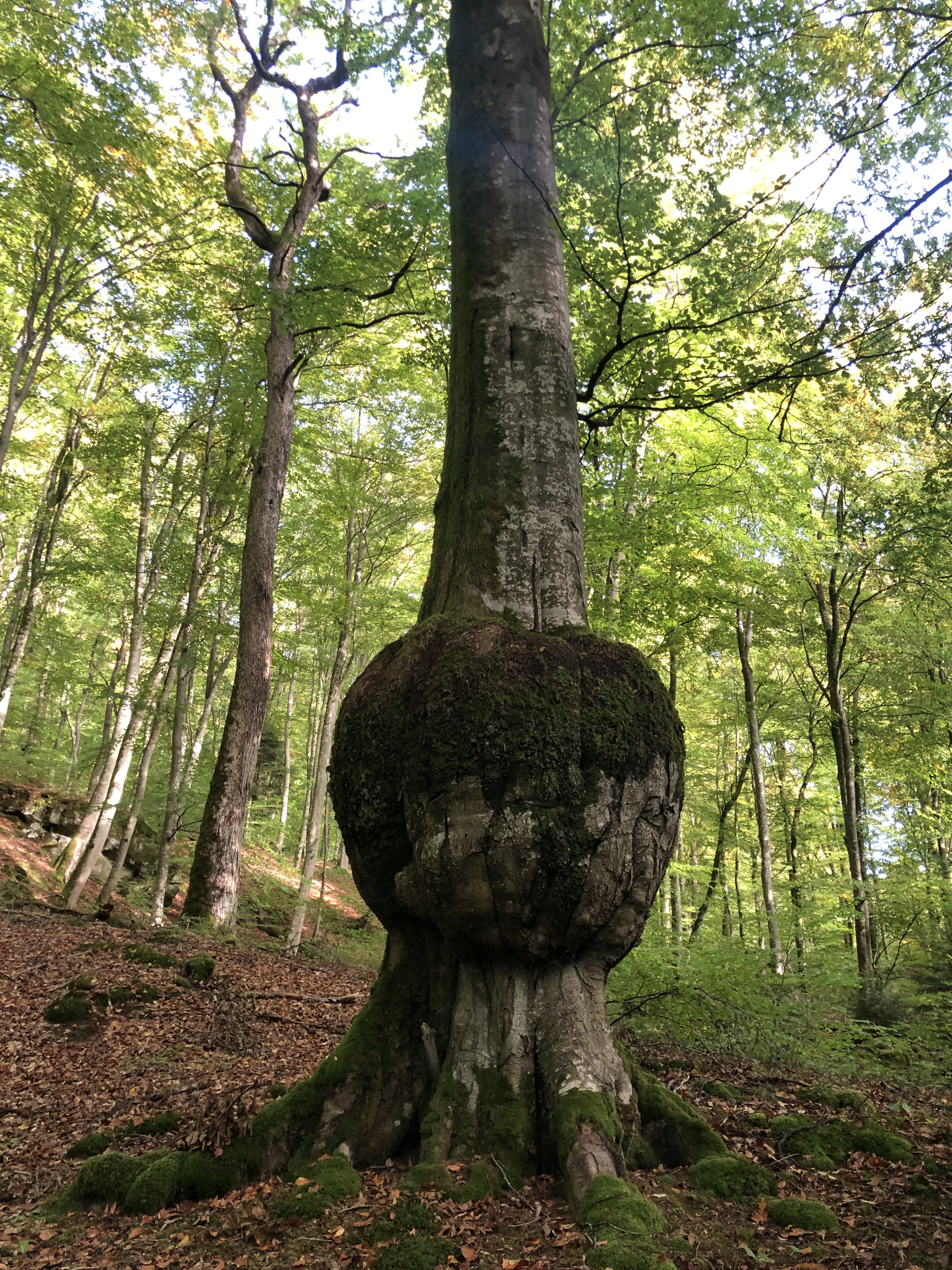 Iorga CEZARA