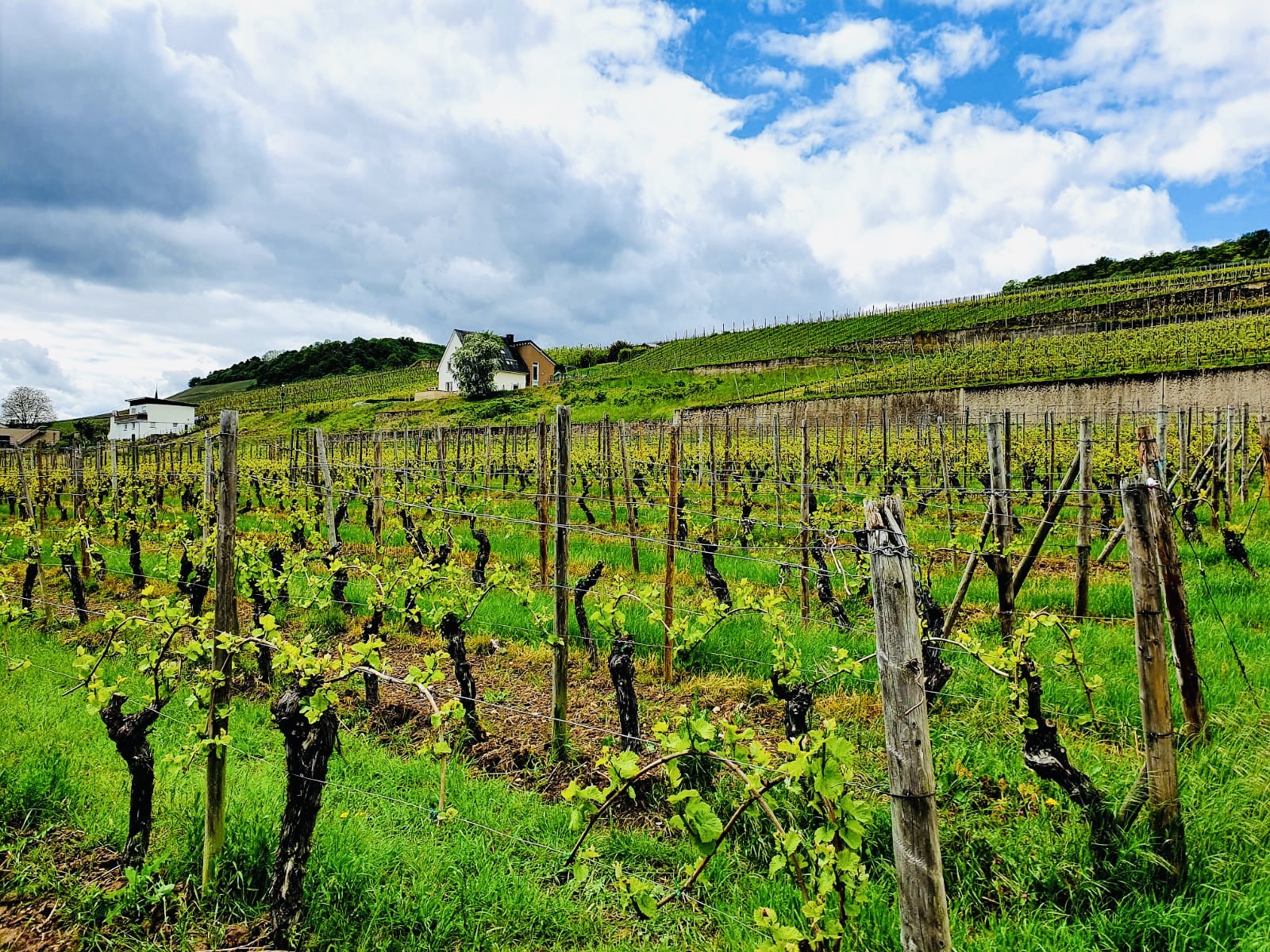 Tracy MACRI Tracy MACRI